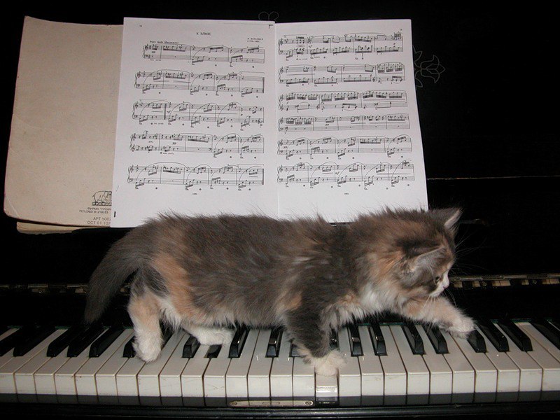 Яку музику люблять коти та кішки: 6 цікавих фактів та приклади композицій