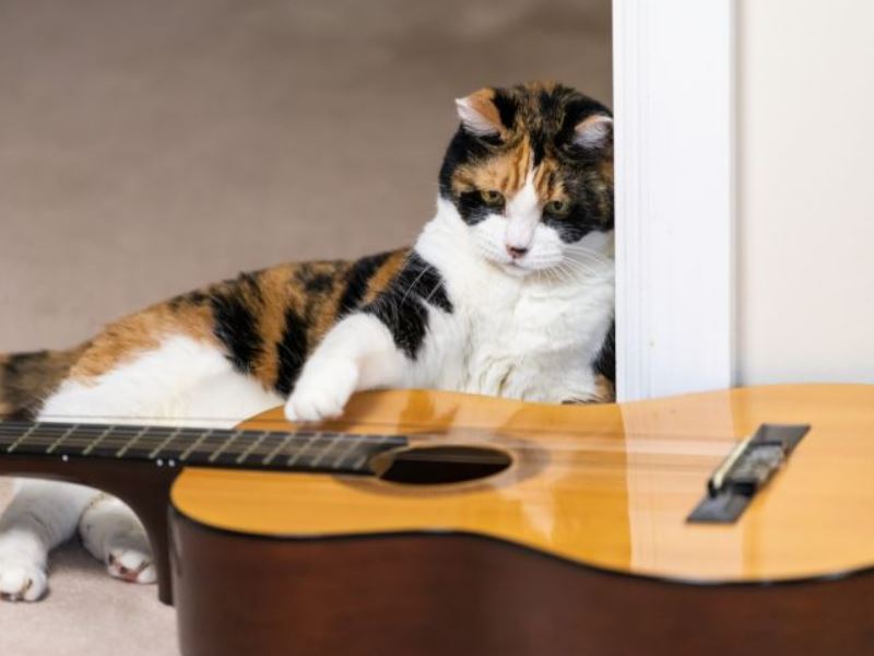 Яку музику люблять коти та кішки: 6 цікавих фактів та приклади композицій